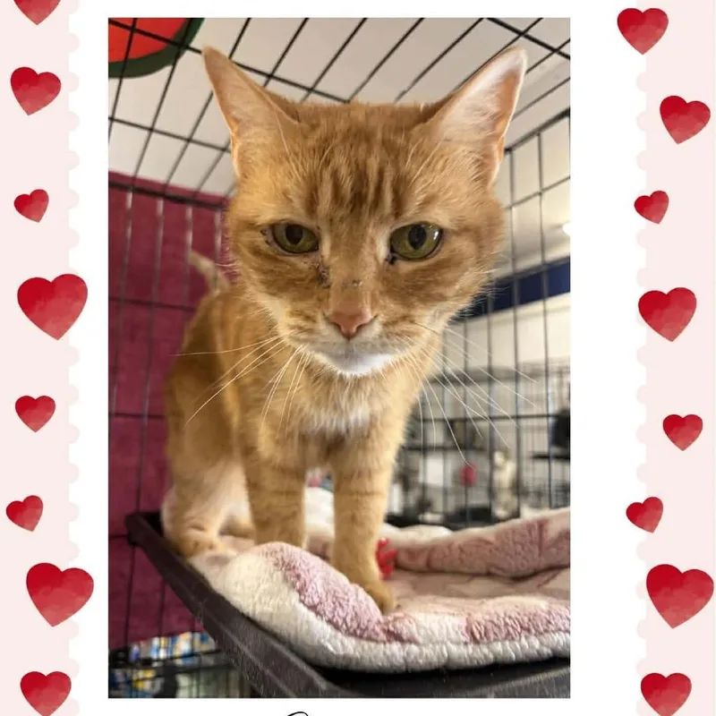 Emma Arc thumbnail 4