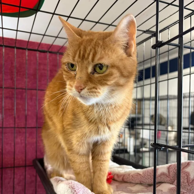 Emma Arc thumbnail 5