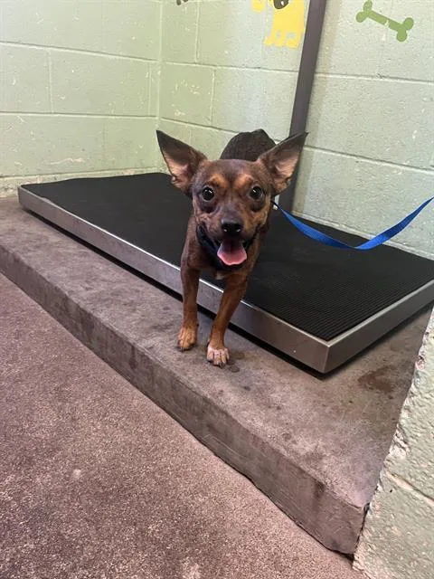 A young small-sized male Chihuahua dog named Insane for adoption in Sacramento, CA