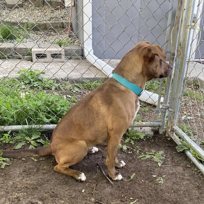 An adult medium-sized female Brown / Chocolate Mixed Breed dog named Chia for adoption in Kansas City, MO