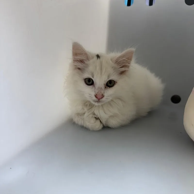 A baby small-sized female White Domestic Medium Hair cat named Straylindseycreekpkwymaconroad for adoption in Columbus, GA