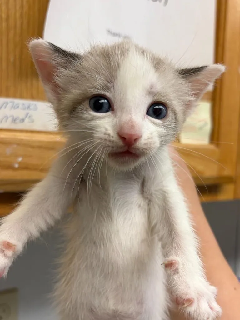 A baby small-sized female Domestic Short Hair cat named CoCo for adoption in Lockhart, TX