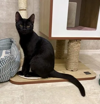 A baby small-sized male Black Domestic Short Hair cat named Quentin for adoption in Atlanta, GA