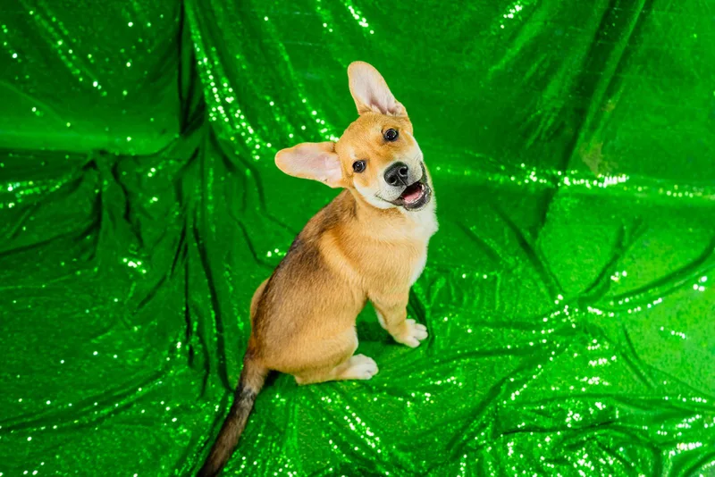 A young large-sized male Golden Hound dog named Ham for adoption in Dellslow, WV