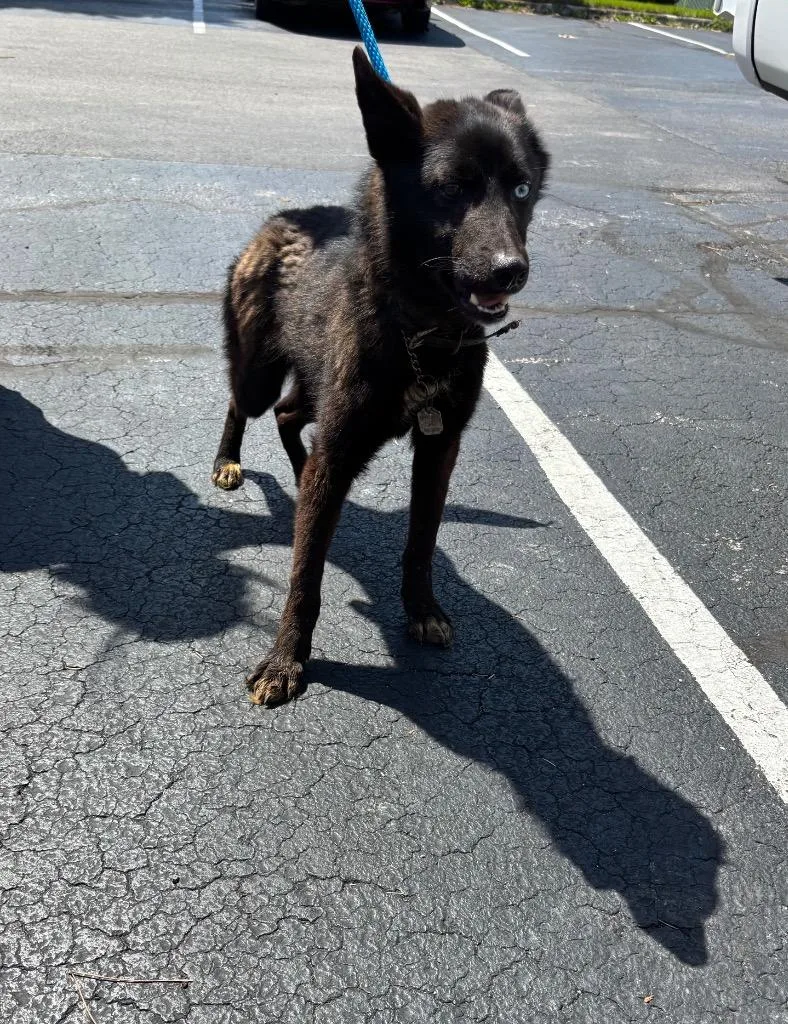 A baby medium-sized female German Shepherd Dog dog named Duck for adoption in Findlay, OH