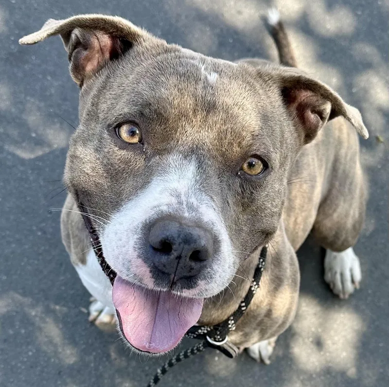 A young medium-sized female Brindle American Staffordshire Terrier dog named Brooklyn for adoption in Thousand Oaks, CA