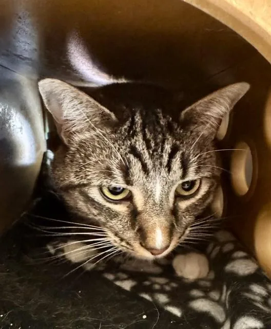 An adult medium-sized female Domestic Short Hair cat named Aubrey for adoption in South Lake Tahoe, CA