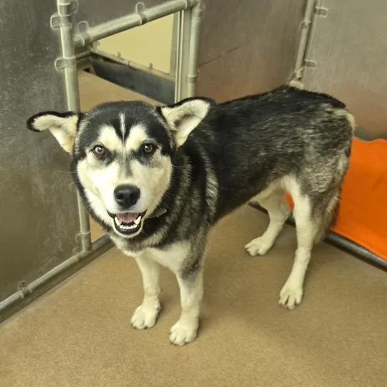 An adult medium-sized male Husky dog named Cowboy for adoption in Murray, UT