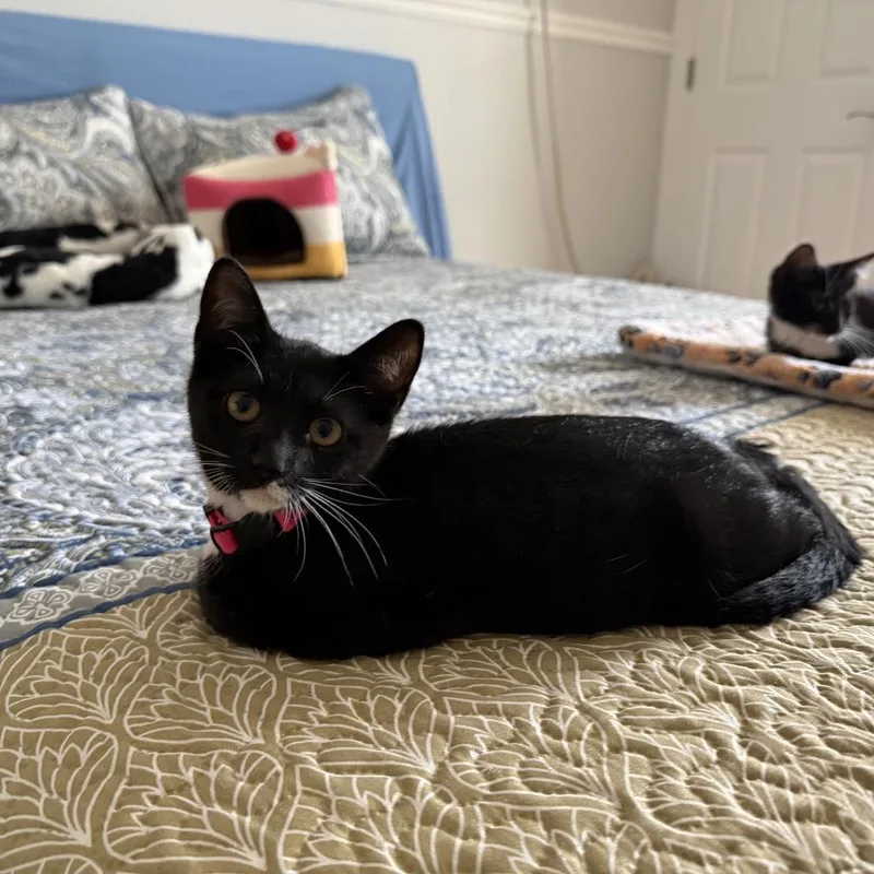 A baby small-sized female Black Domestic Short Hair cat named Geraldine for adoption in Middle Village, NY