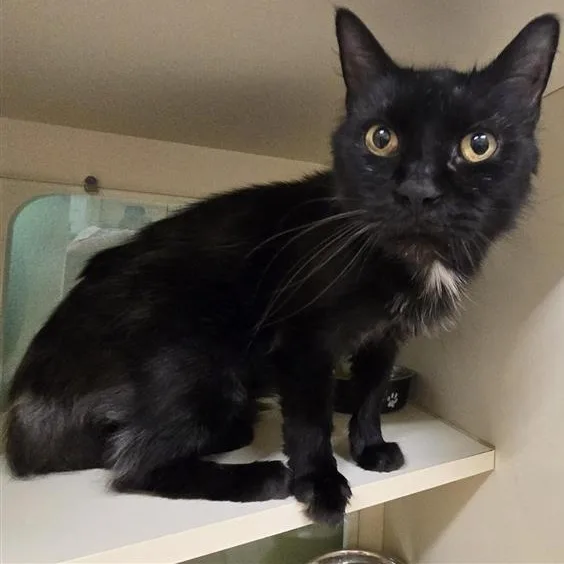 A senior medium-sized male Domestic Medium Hair cat named Frank for adoption in Prince Frederick, MD