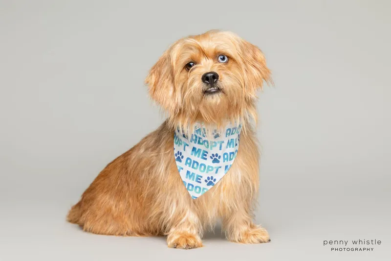 A young small-sized male Terrier dog named Cody for adoption in Coppell, TX