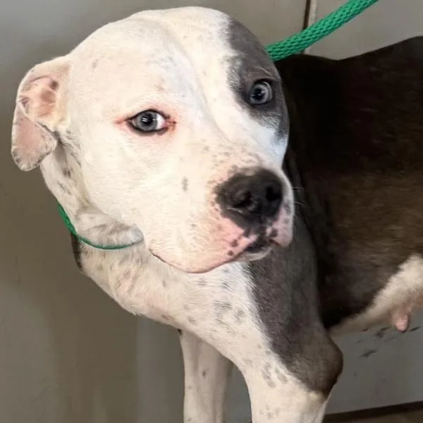 An adult medium-sized female Pit Bull Terrier dog named Destiny for adoption in Des Moines, IA