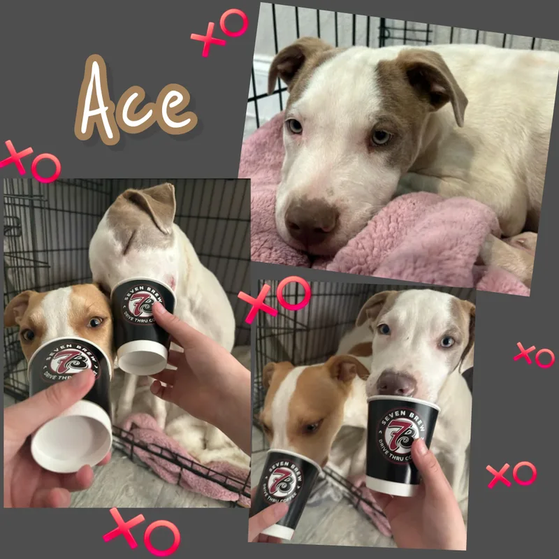 A baby medium-sized male Pit Bull Terrier dog named Ace for adoption in Plano, TX