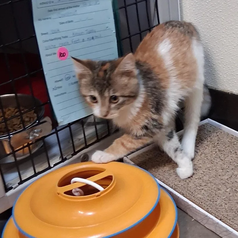 Serenity thumbnail 2