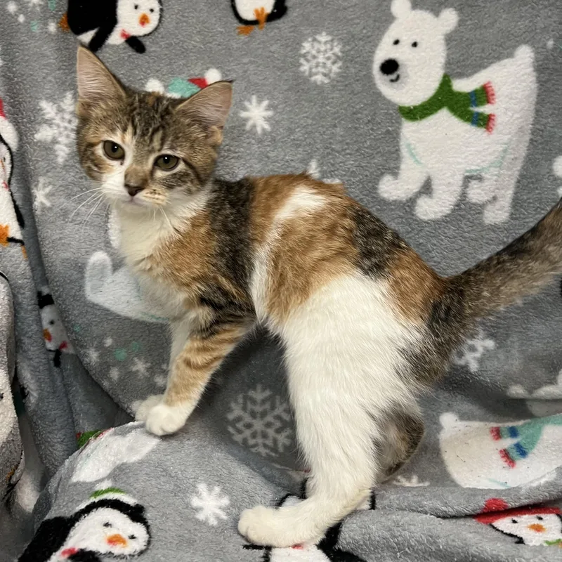 Serenity thumbnail 3