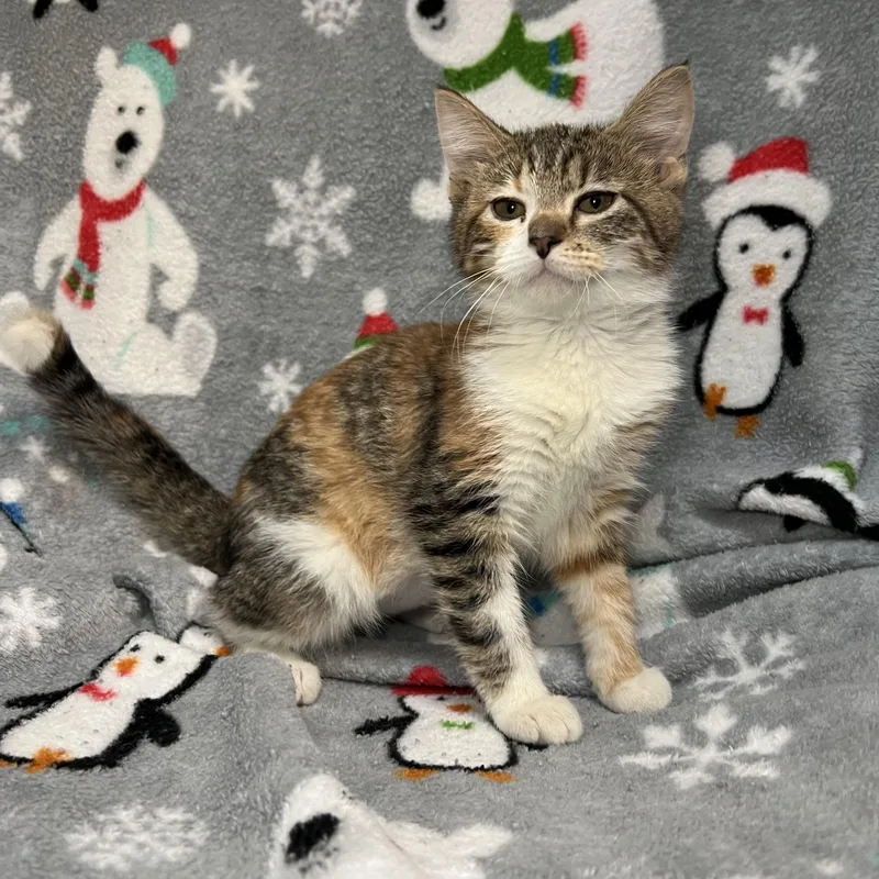 Serenity thumbnail 4