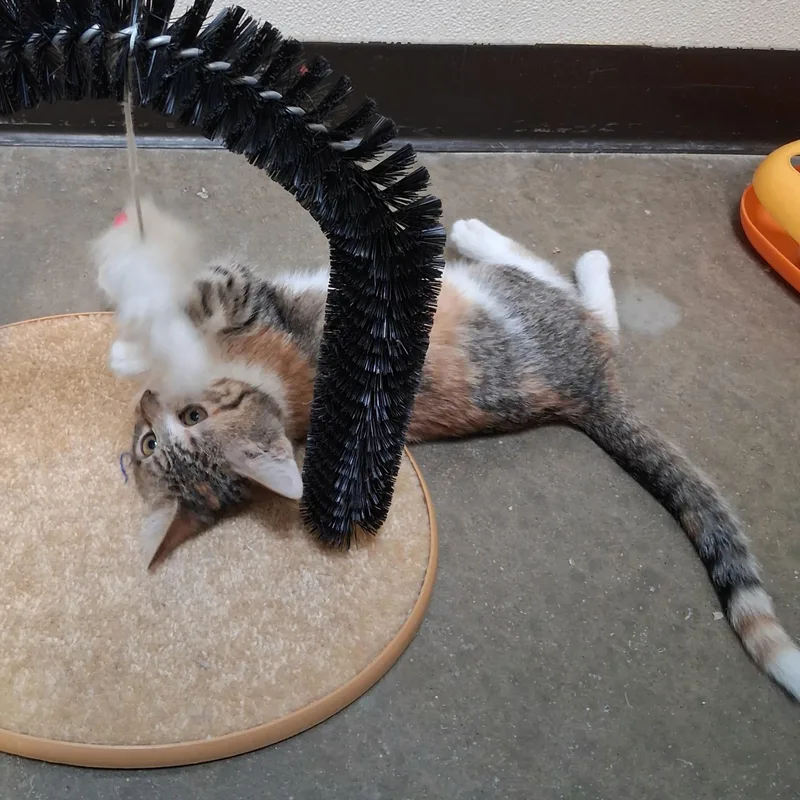 Serenity thumbnail 6