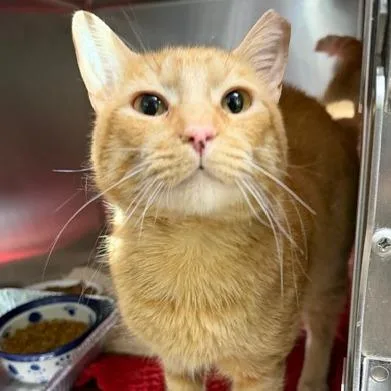 A young large-sized male Domestic Short Hair cat named Cisco for adoption in Cumming, GA
