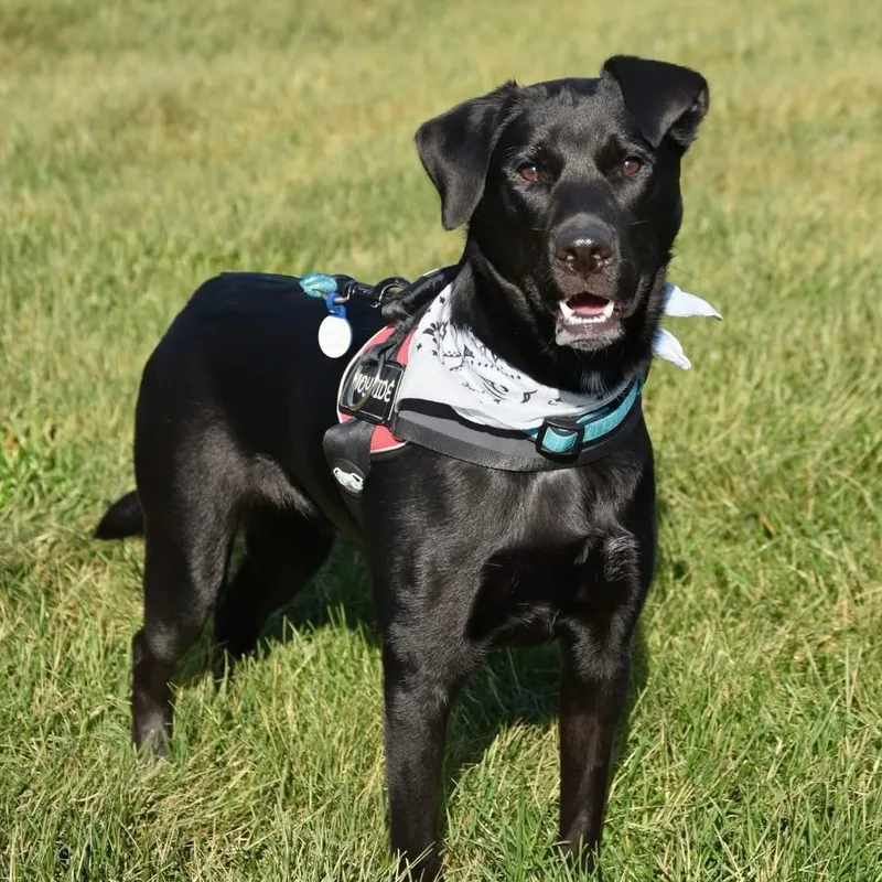 An adult medium-sized male Black Labrador Retriever dog named Jasper for adoption in Springfield, MO