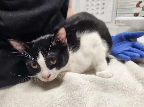 A young medium-sized female Domestic Short Hair cat named Iyo Sky for adoption in Escondido, CA