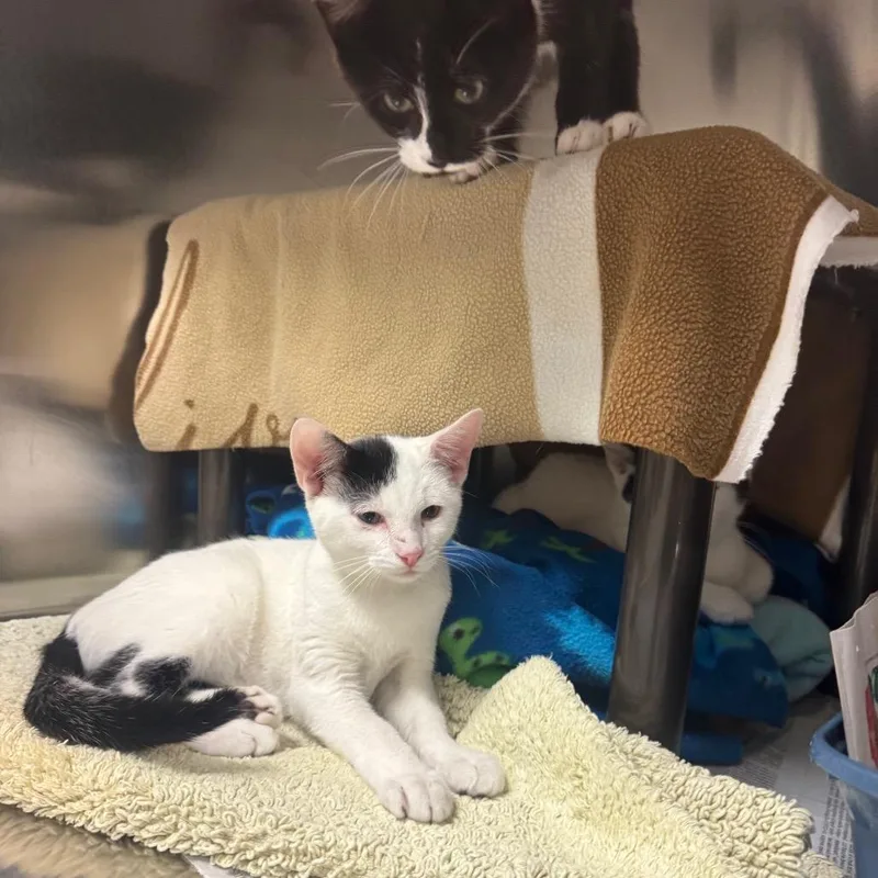 A baby medium-sized male White Domestic Short Hair cat named Chobani for adoption in Charlottesville, VA