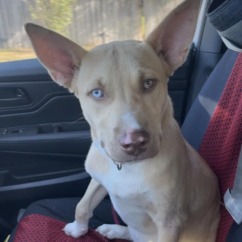 A young medium-sized male Yellow / Tan / Blond / Fawn Cattle Dog named Shawty for adoption in Hattiesburg, MS