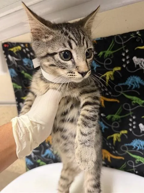 A baby small-sized female Domestic Short Hair cat named Moon for adoption in Riverside, CA