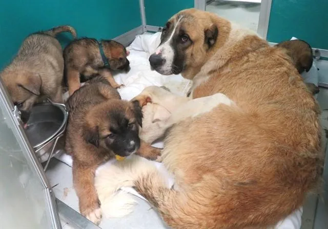 An adult large-sized female Anatolian Shepherd dog named Castle for adoption in Oklahoma City, OK