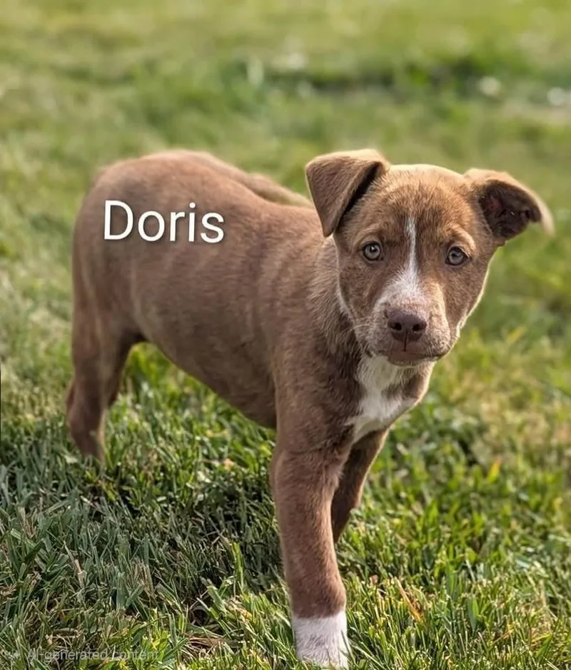 Doris