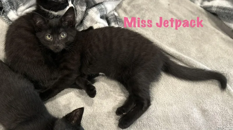 A baby medium-sized female Black Domestic Short Hair cat named Miss Jetpack for adoption in Lemoyne, PA