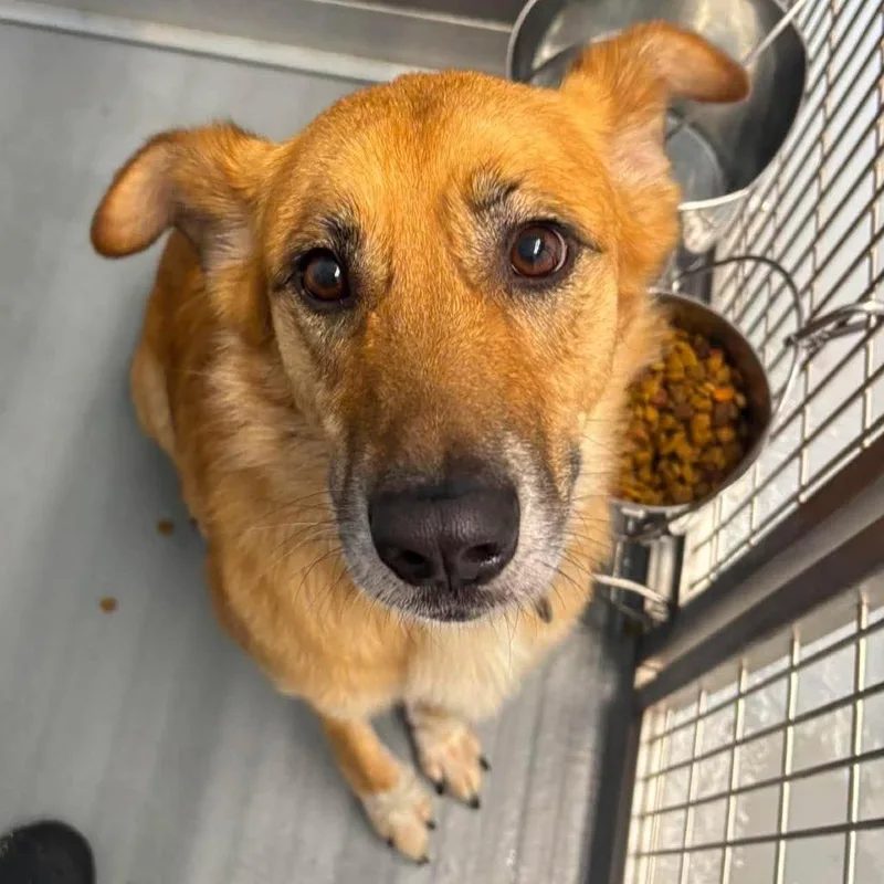 An adult medium-sized female Shepherd dog named Daisy for adoption in Rocky Mount, VA