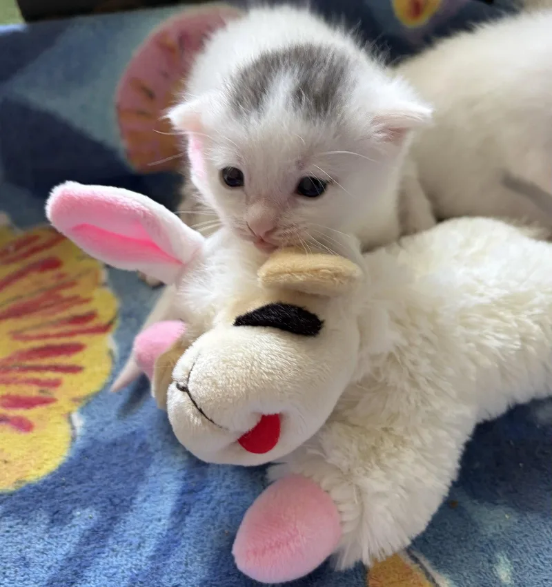 A baby medium-sized female American Shorthair cat named Addie for adoption in Orlando, FL