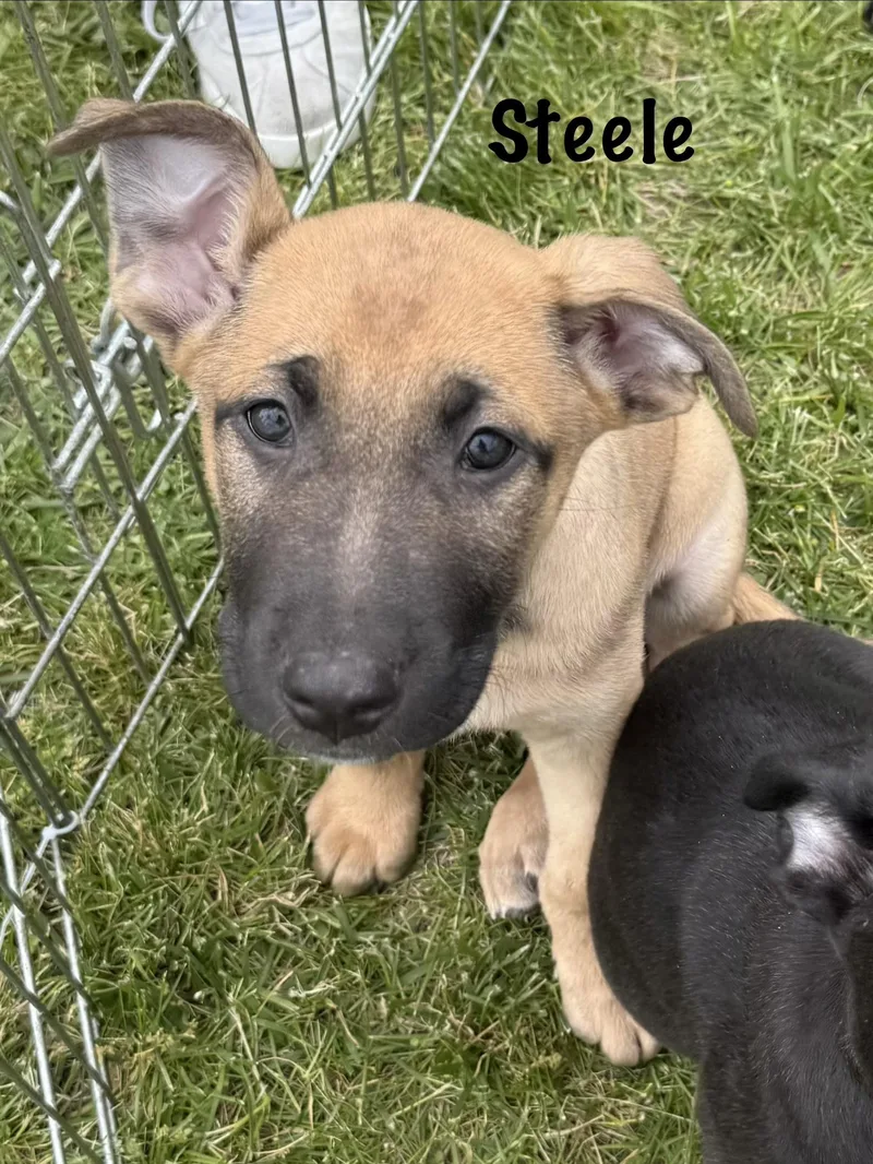 A baby large-sized male German Shepherd Dog dog named Kodiak And Steele for adoption in Succasunna, NJ