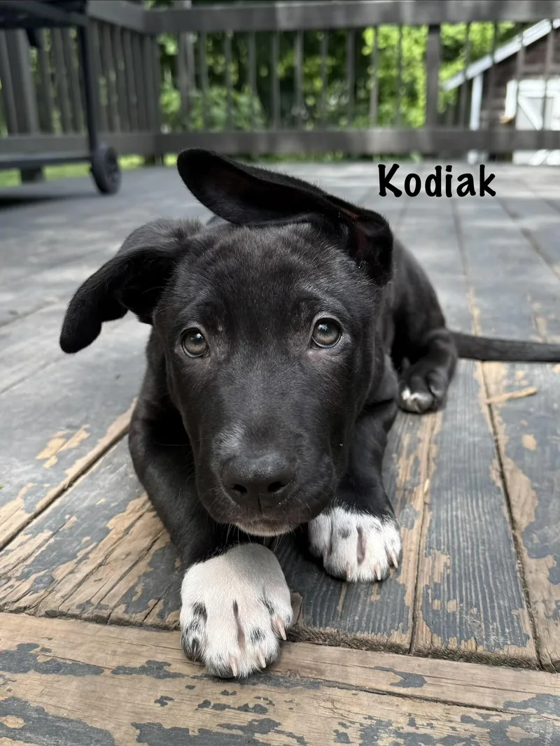 Kodiak And Steele thumbnail 3