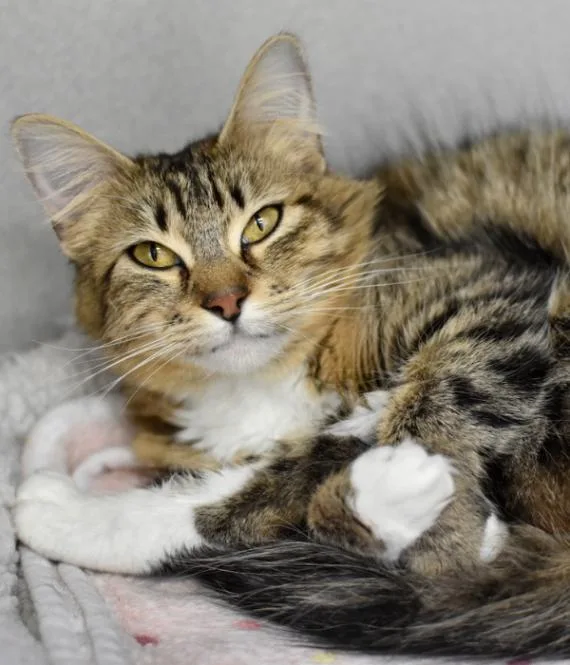 An adult medium-sized female Tabby (Brown / Chocolate) Domestic Medium Hair cat named Kevina for adoption in Marietta, GA