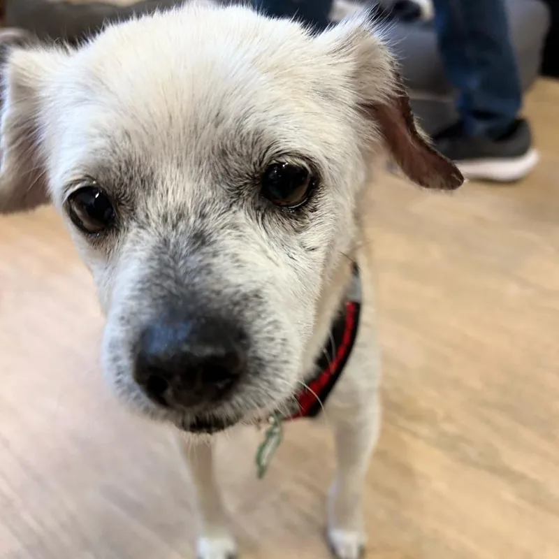 A senior small-sized male White / Cream Whippet dog named Rainforest for adoption in San Francisco, CA
