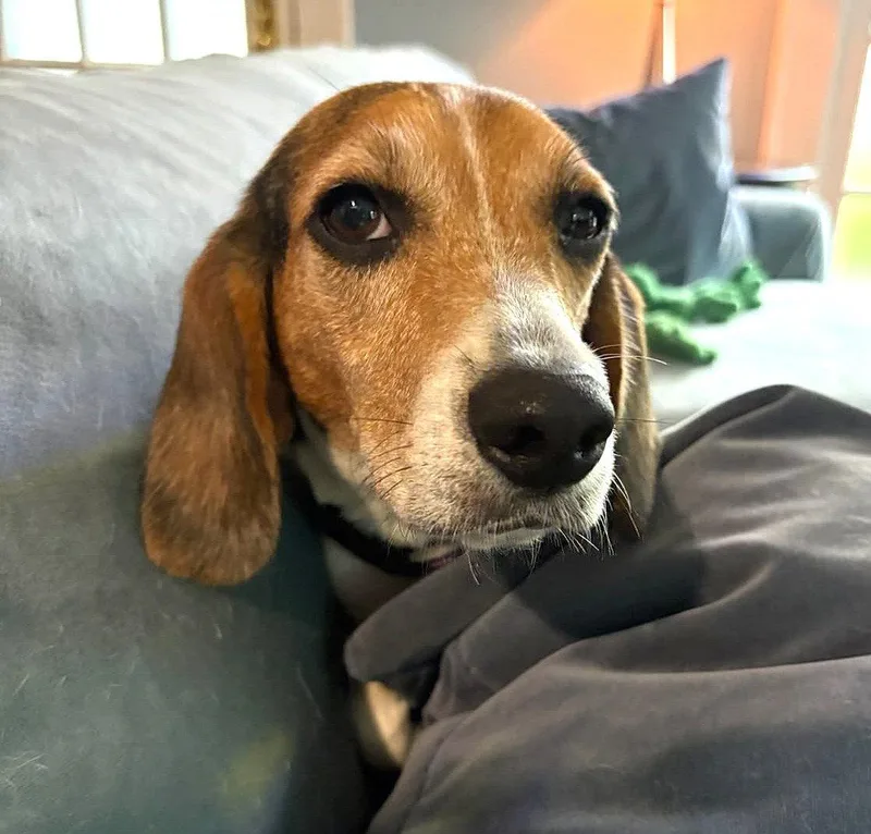 A young small-sized female Beagle dog named Faith IV for adoption in Dunnellon, FL
