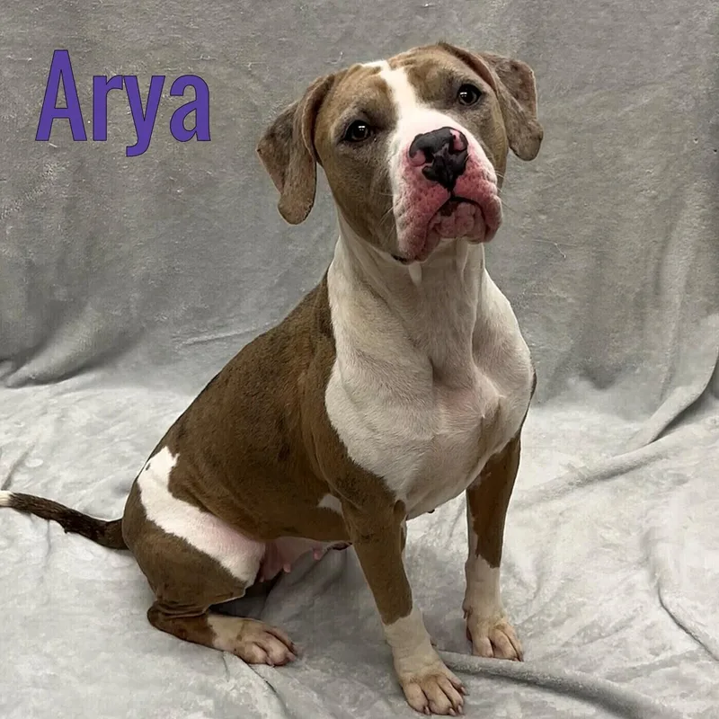 An adult medium-sized female Brown / Chocolate Hound dog named Arya for adoption in Pleasantville, NJ