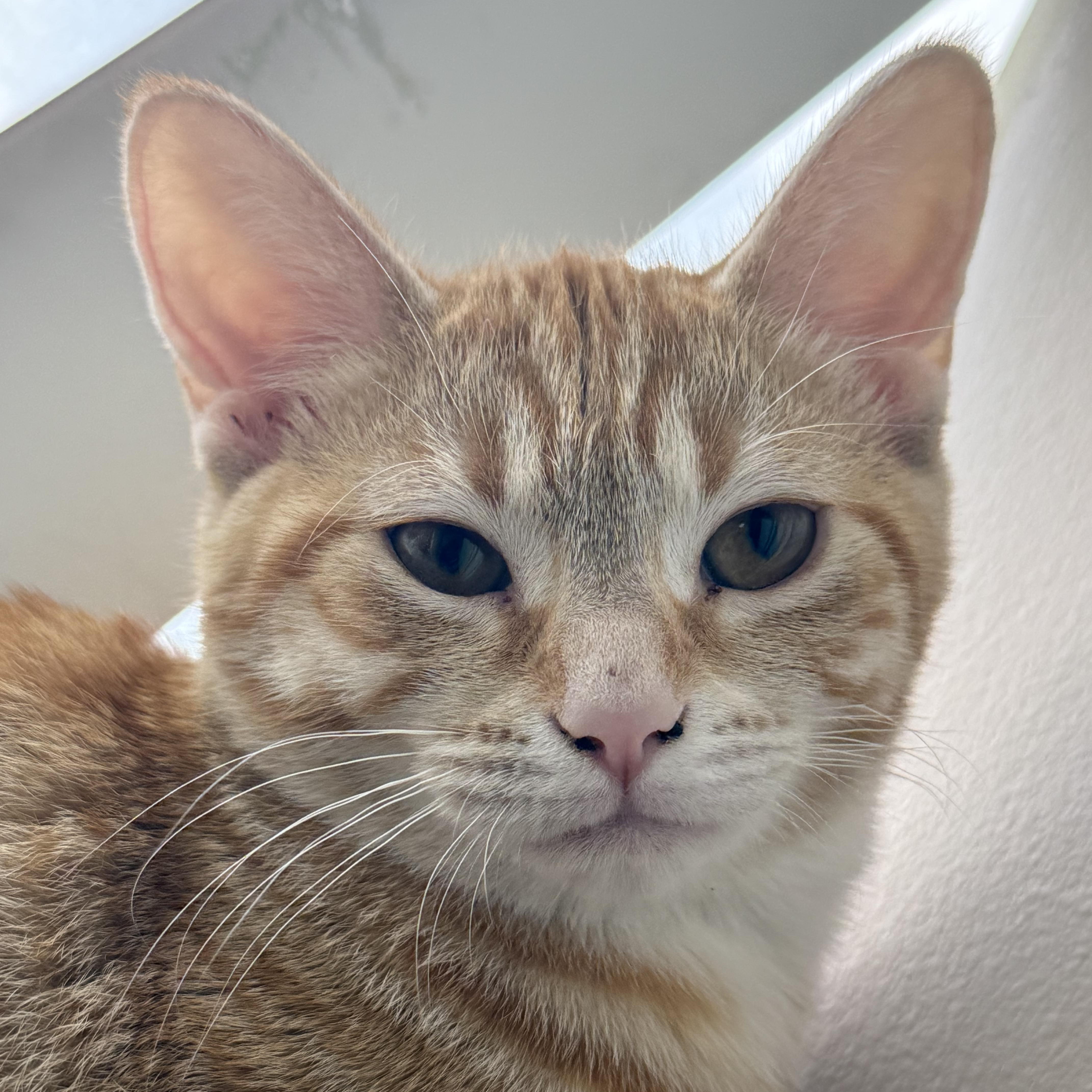 A young medium-sized female Tabby (Orange / Red) Domestic Short Hair cat named Sally Carrera for adoption in Macomb Twp, MI