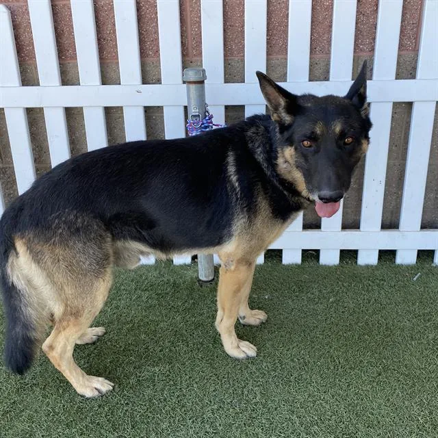 An adult medium-sized male German Shepherd Dog dog named A for adoption in Modesto, CA