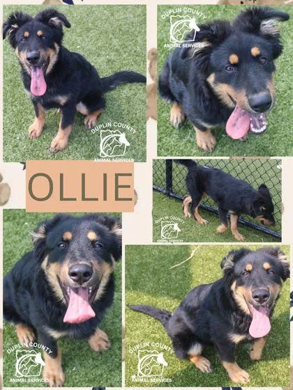 Ollie thumbnail 3
