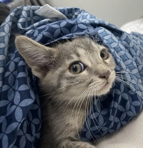 A baby small-sized female Domestic Short Hair cat named Fox for adoption in Escondido, CA