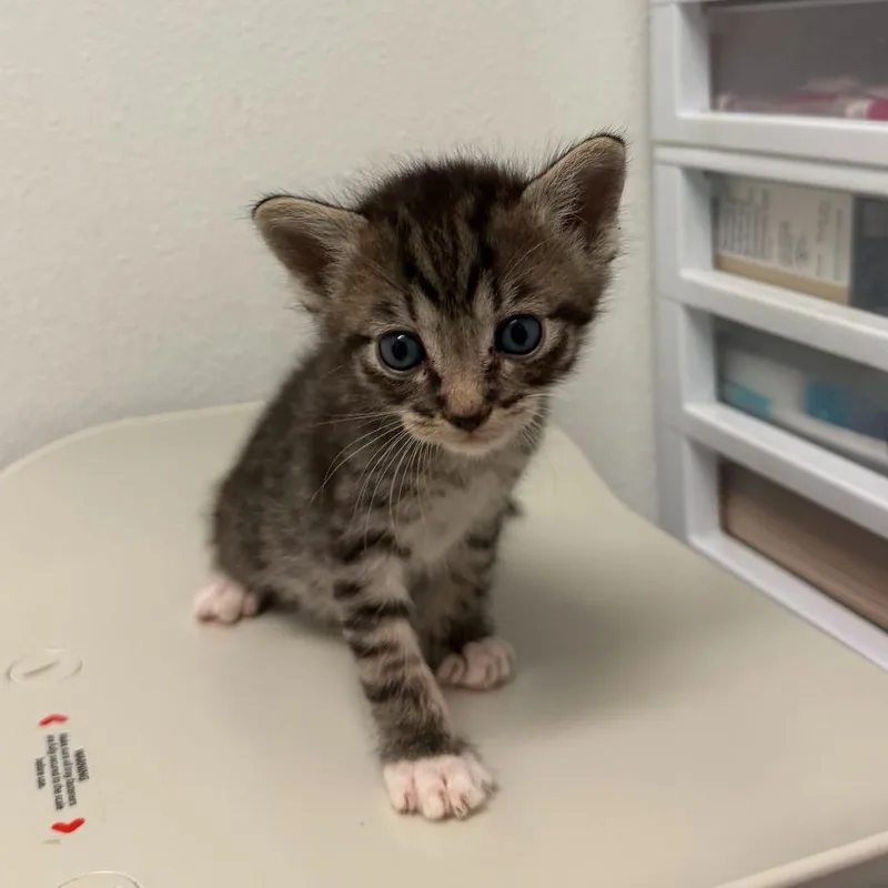 A baby small-sized female Domestic Short Hair cat named Ozzie O for adoption in Edinburg, TX