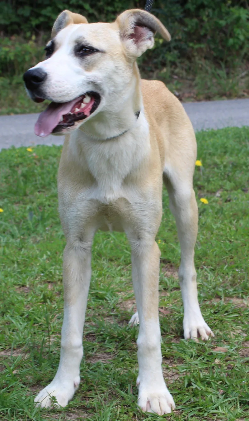 A young medium-sized female Husky dog named Penelope for adoption in Prattville, AL