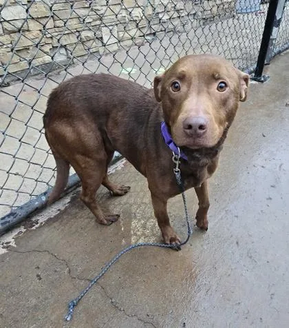 An adult medium-sized female Pit Bull Terrier dog named Amity for adoption in Knoxville, TN