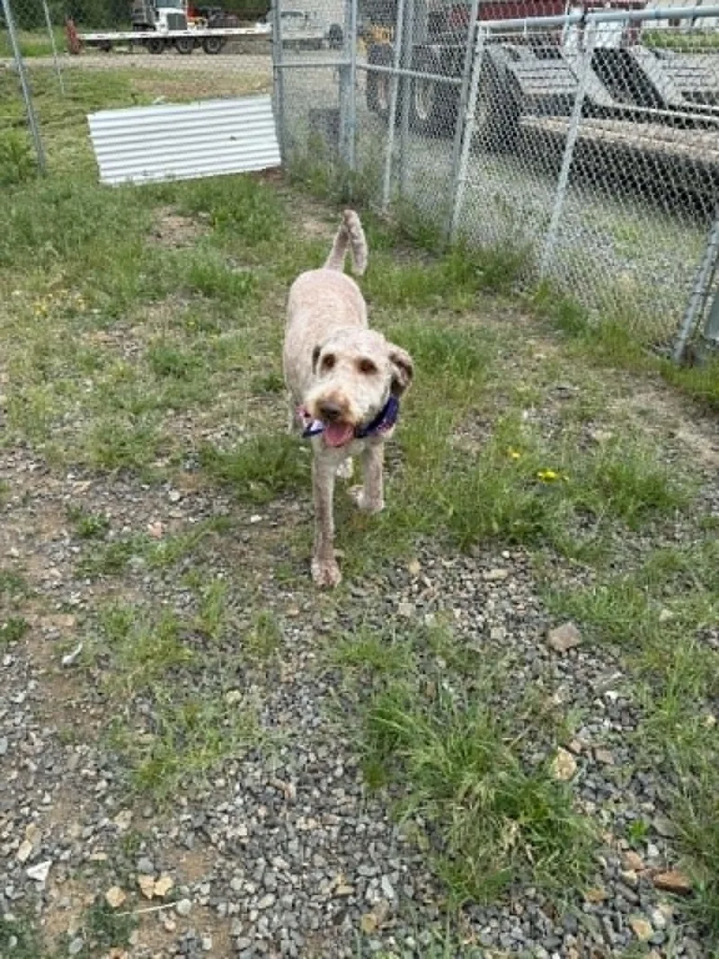Piper