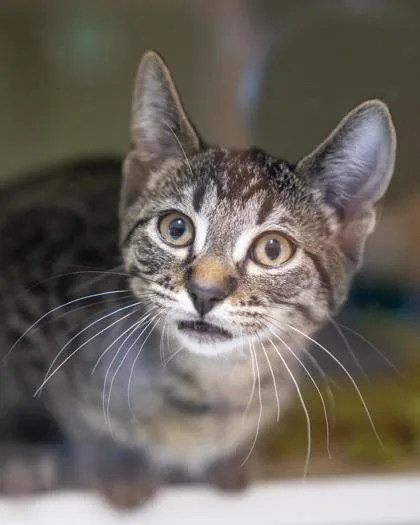 A baby small-sized male Domestic Short Hair cat named Paul for adoption in Pequot Lakes, MN