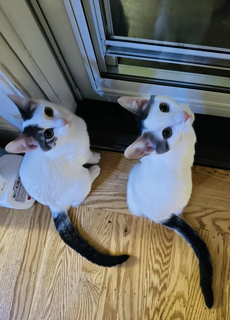 Zara & Zella thumbnail 3