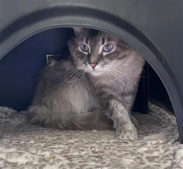 An adult small-sized male Domestic Short Hair cat named Sage for adoption in Dallas, TX
