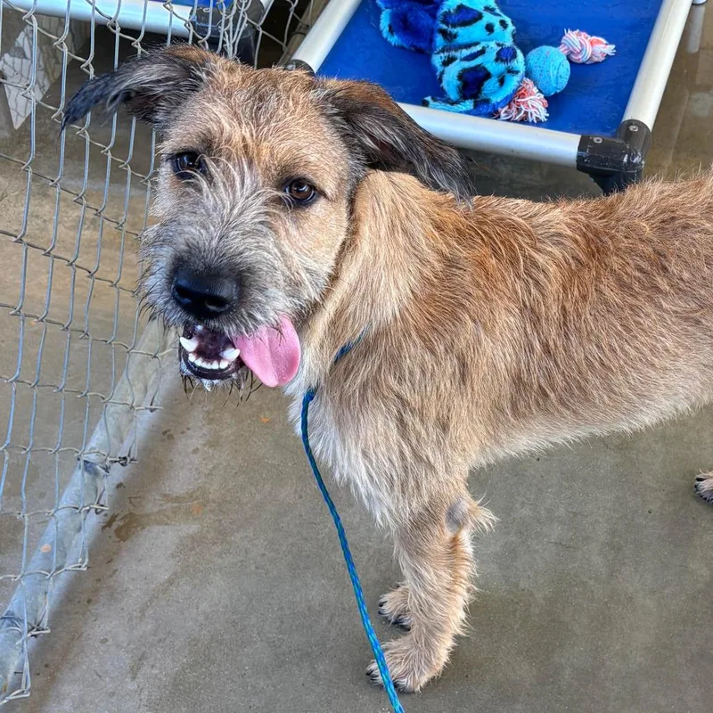 A young medium-sized male Golden Terrier dog named Winston for adoption in Joshua Tree, CA